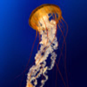 Meet your Posher, Roxanne